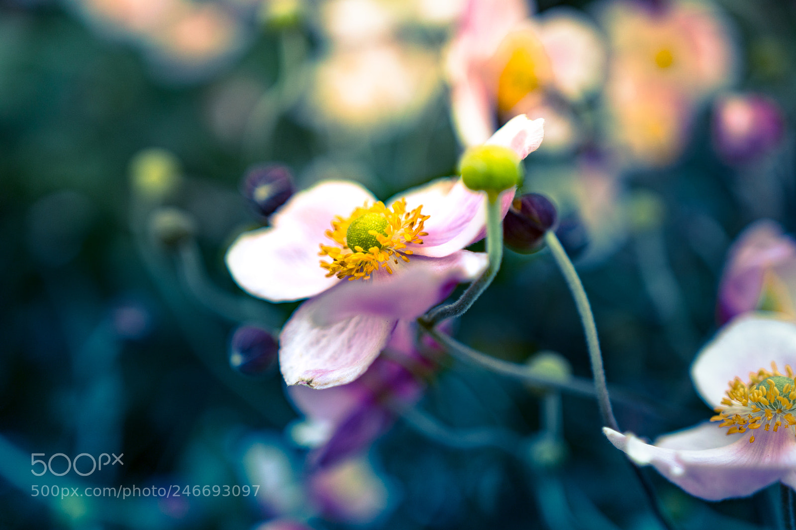 Sony a6300 sample photo. Anemones photography
