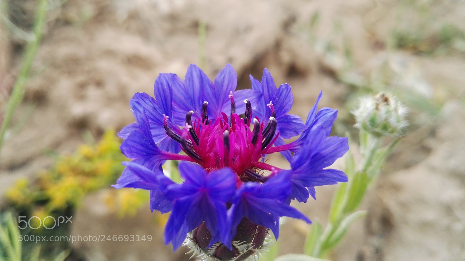 HUAWEI P8 sample photo. Dav photography