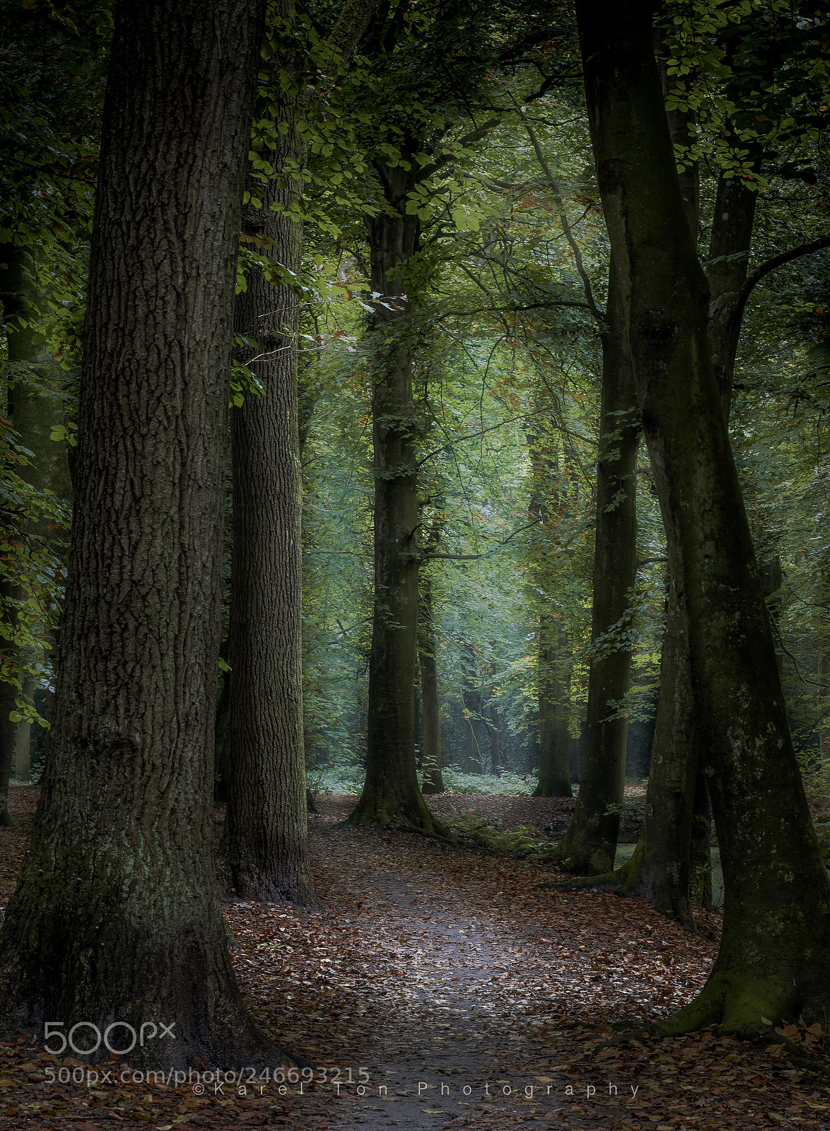 Canon EOS 760D (EOS Rebel T6s / EOS 8000D) sample photo. Forest path, bergen, holland photography