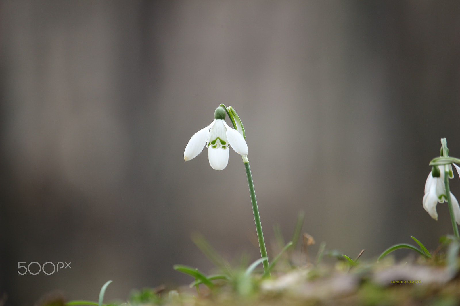 Canon EF-S 55-250mm F4-5.6 IS STM sample photo. Bucaneve photography