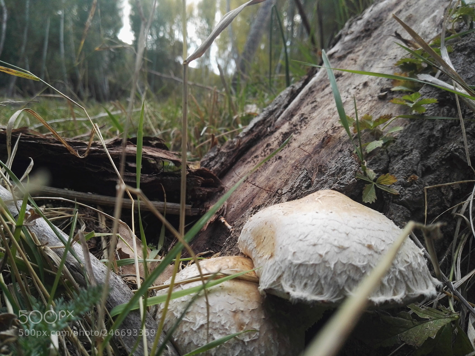 HUAWEI P8 sample photo. Dav photography