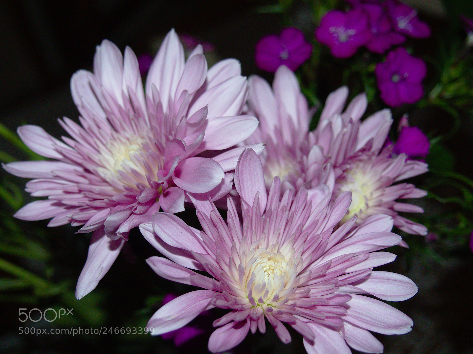Olympus OM-D E-M10 II sample photo. Bouquet photography