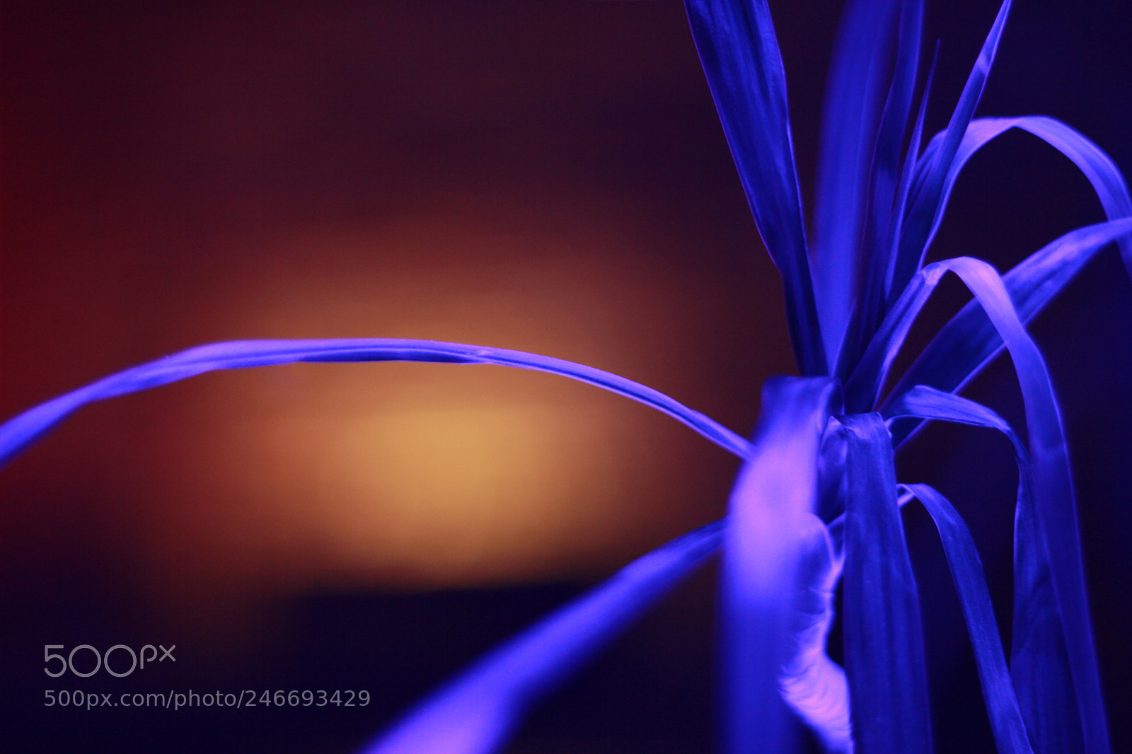 Canon EOS 60D sample photo. Plant in neon light photography