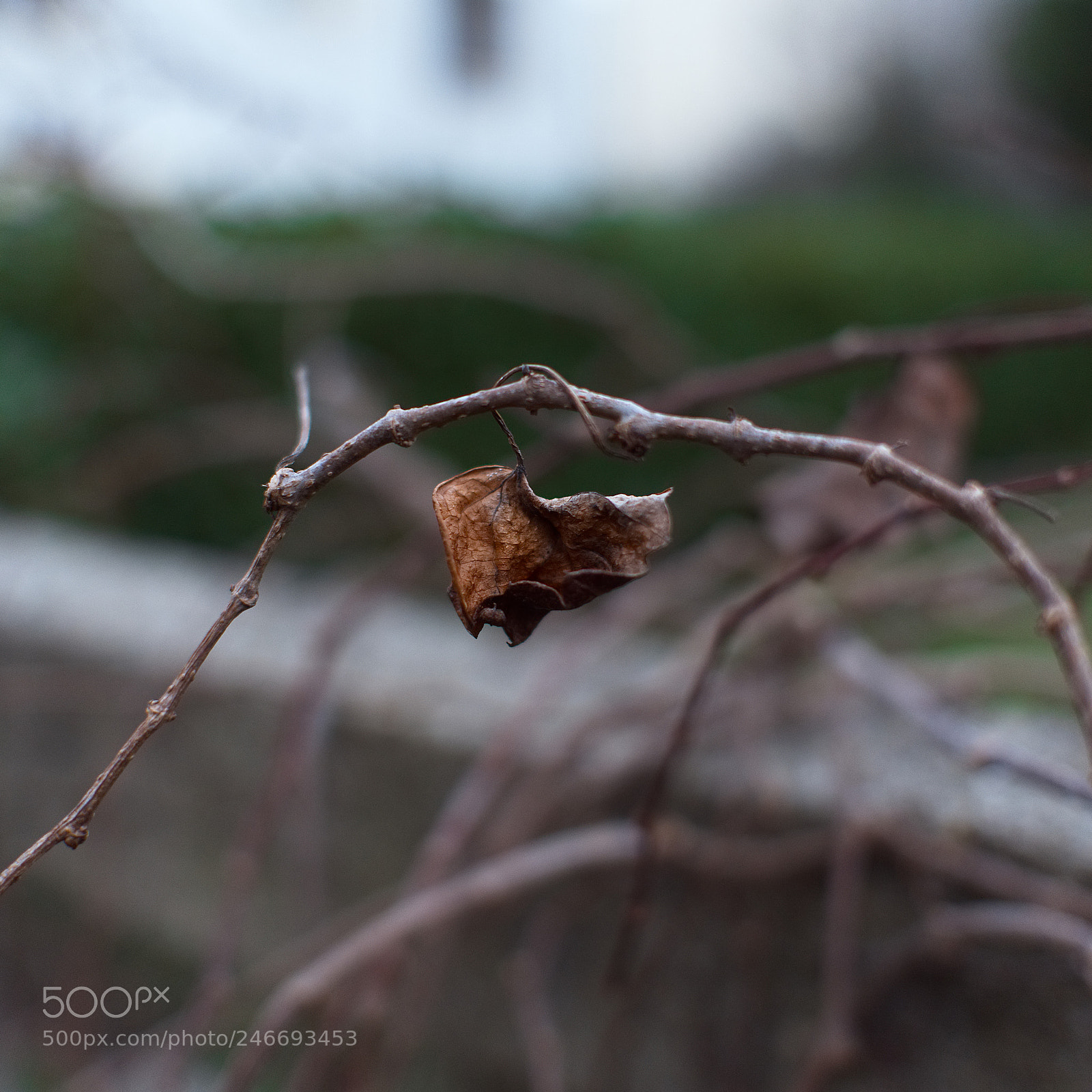 Panasonic Lumix DC-GH5 sample photo. *** photography