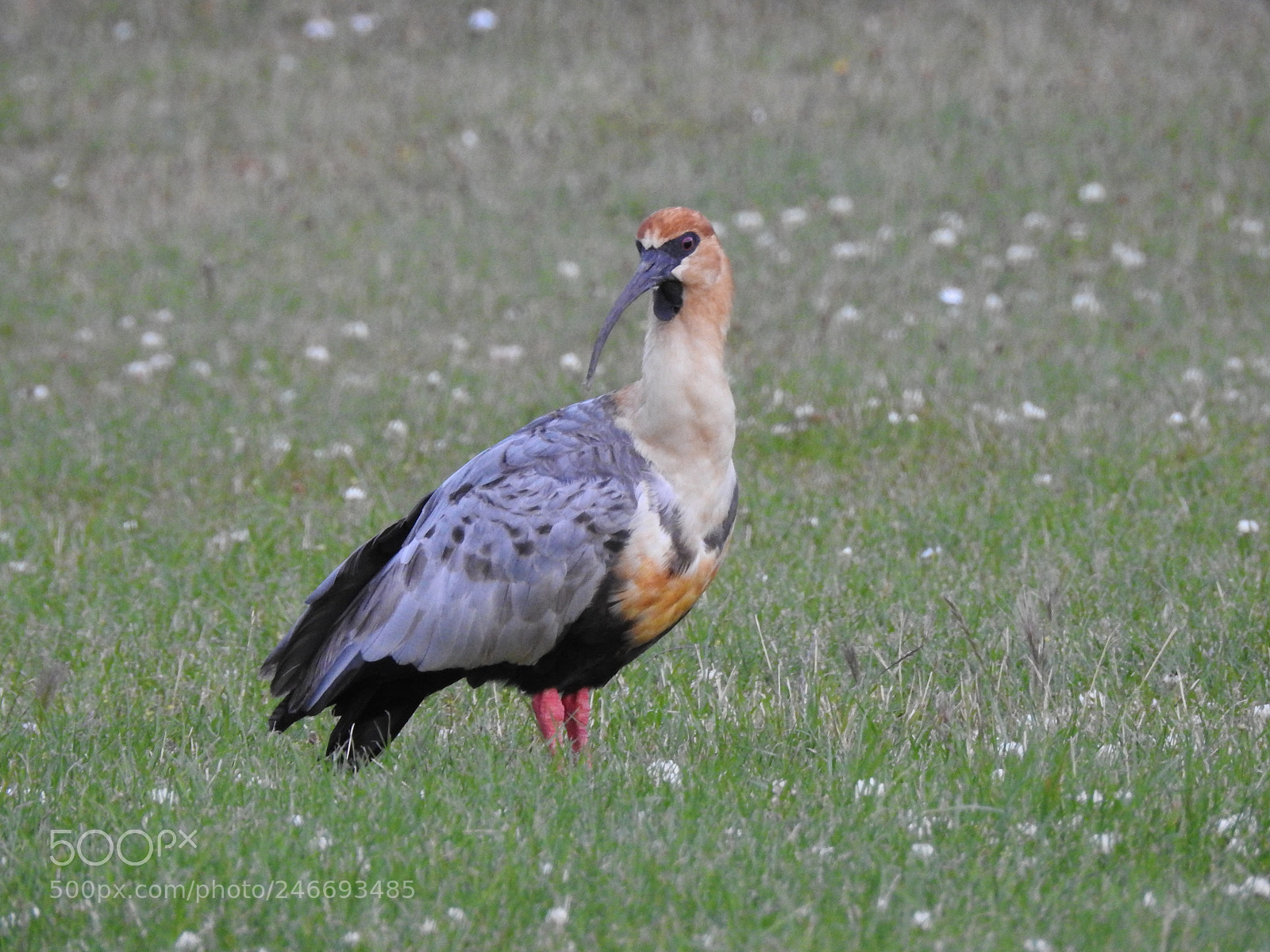 Nikon Coolpix P900 sample photo. Dscn photography