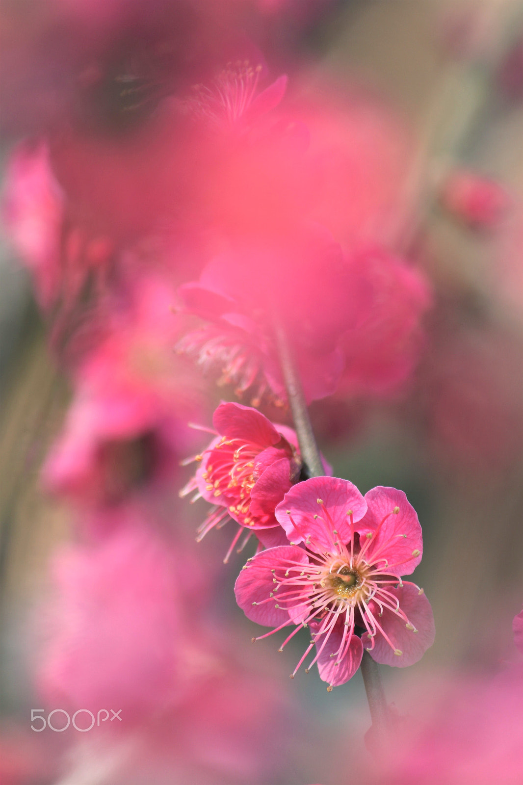 Canon EF-S 55-250mm F4-5.6 IS II sample photo. In the dream photography