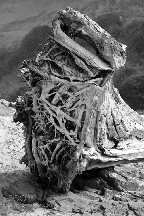 Canon EOS 50D sample photo. Roots photography
