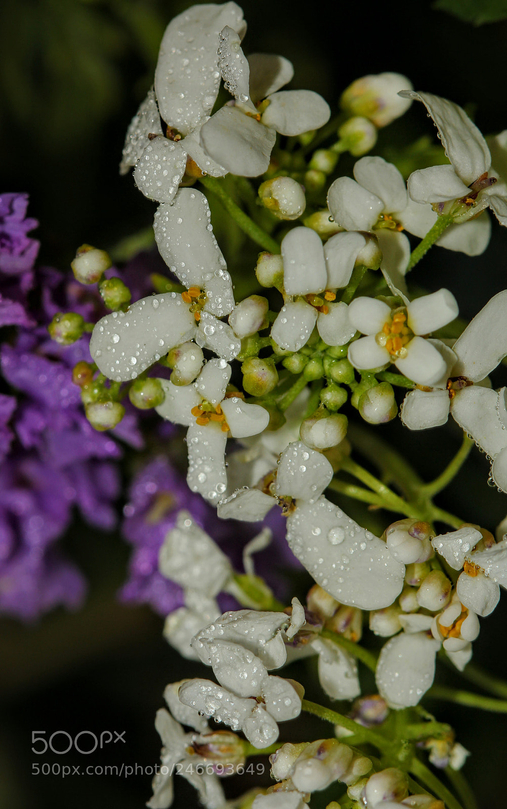 Canon EOS 60D sample photo. White little photography