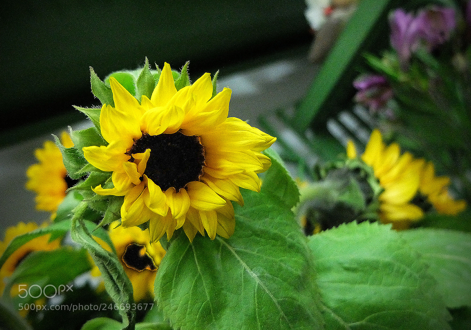 Fujifilm X20 sample photo. Copia photography