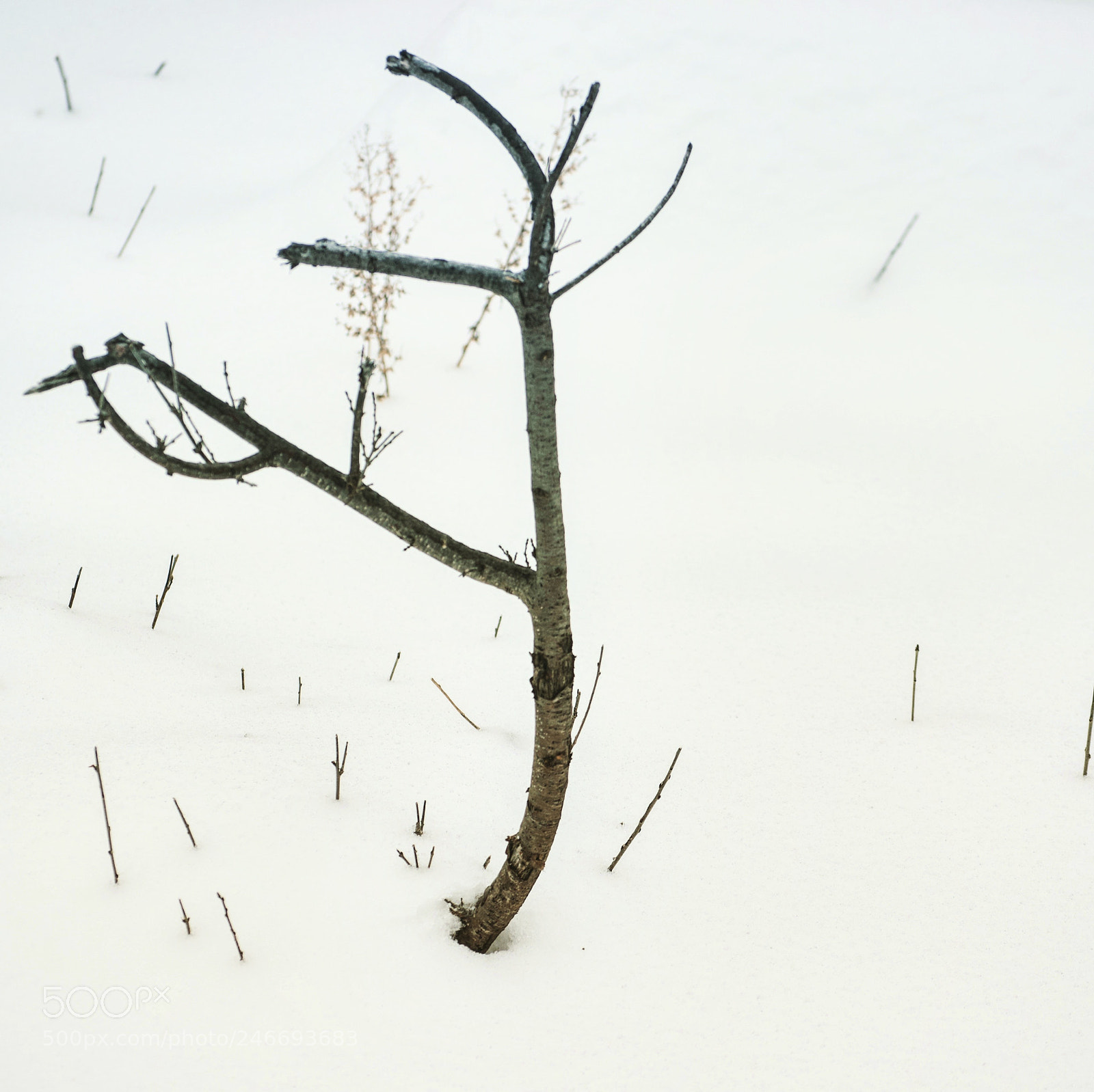 Nikon D5100 sample photo. Frigid edited photography