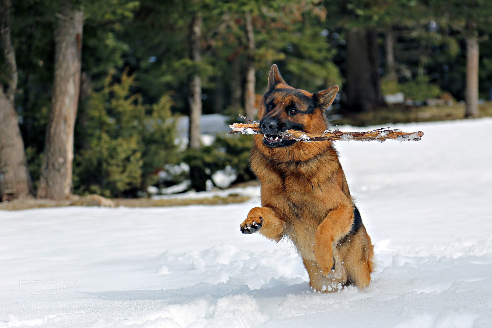 Canon EOS 6D sample photo. Running in the snow photography