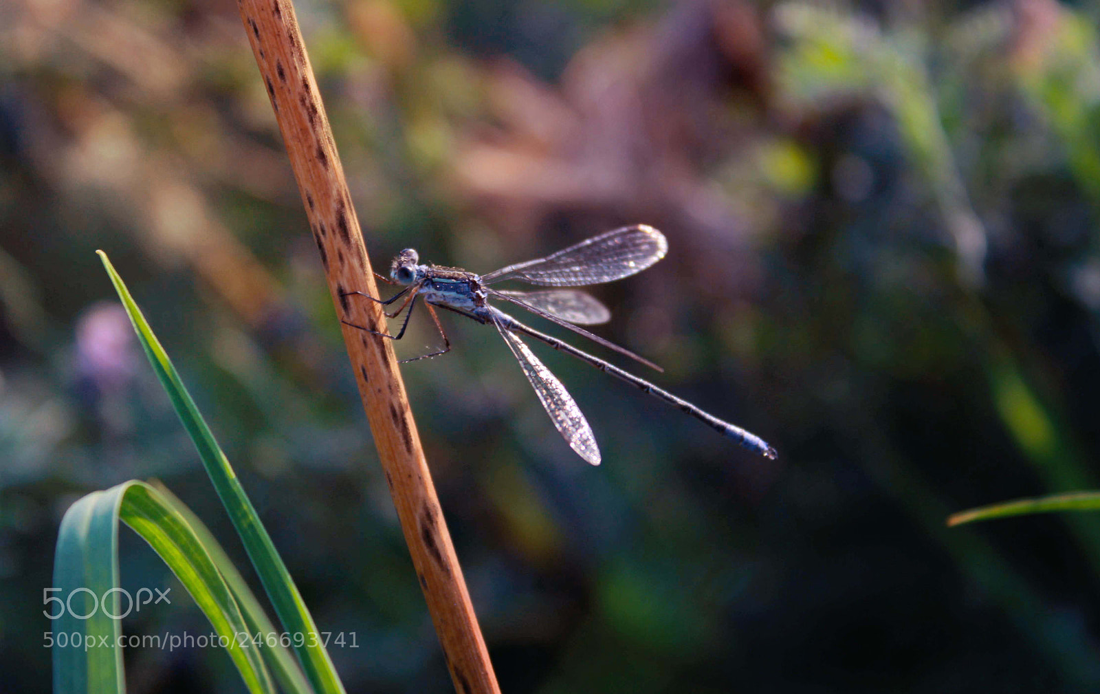 Canon EOS 550D (EOS Rebel T2i / EOS Kiss X4) sample photo. Blue dragonfly photography