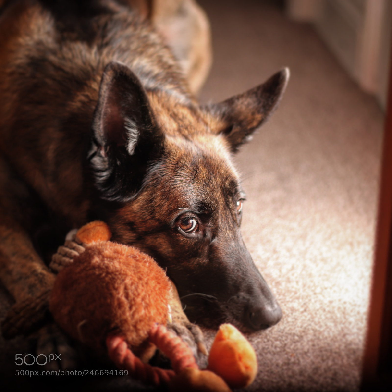 Canon EOS 77D (EOS 9000D / EOS 770D) sample photo. Clio the german shepherd photography