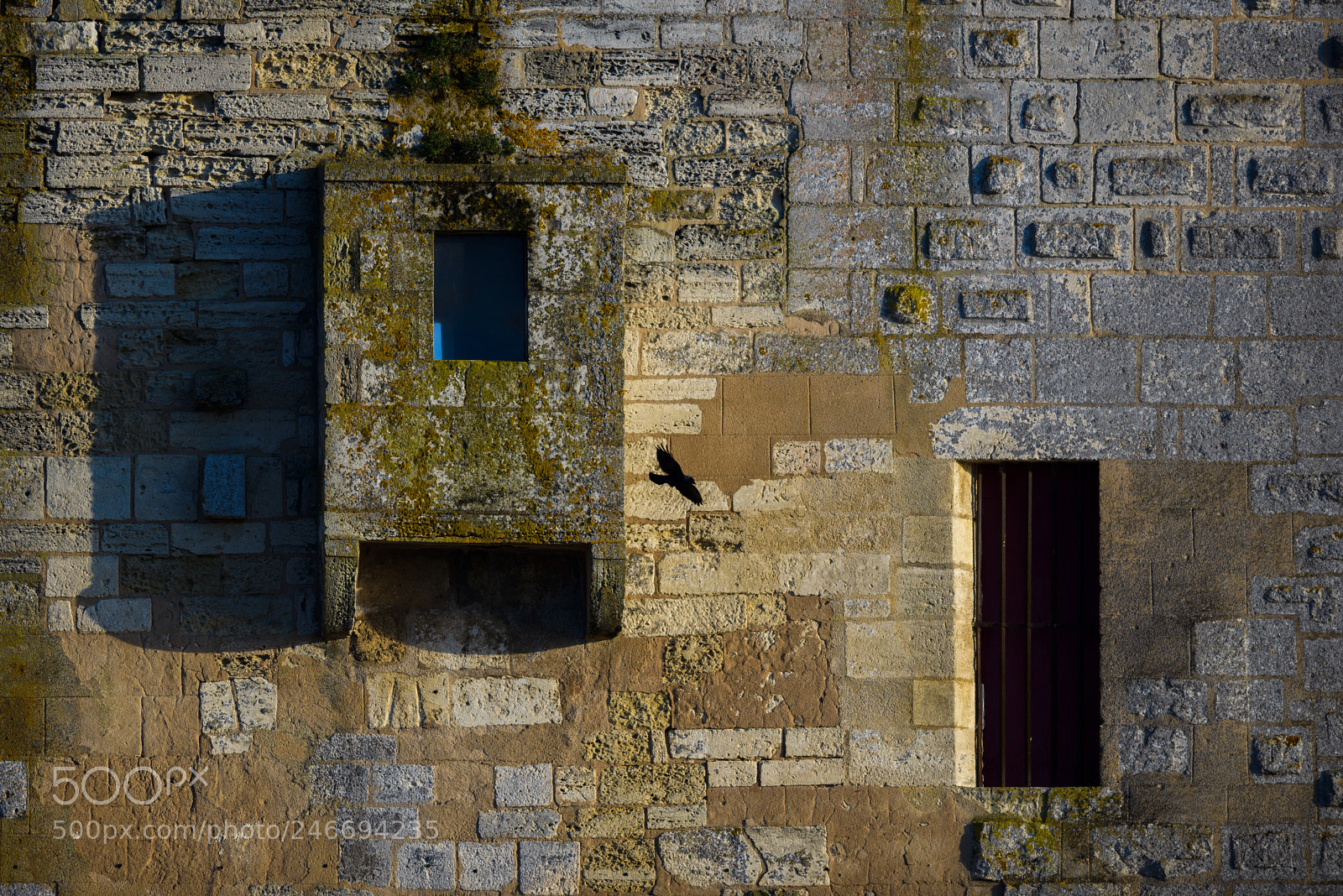 Nikon D800 sample photo. Jackdaw wall photography
