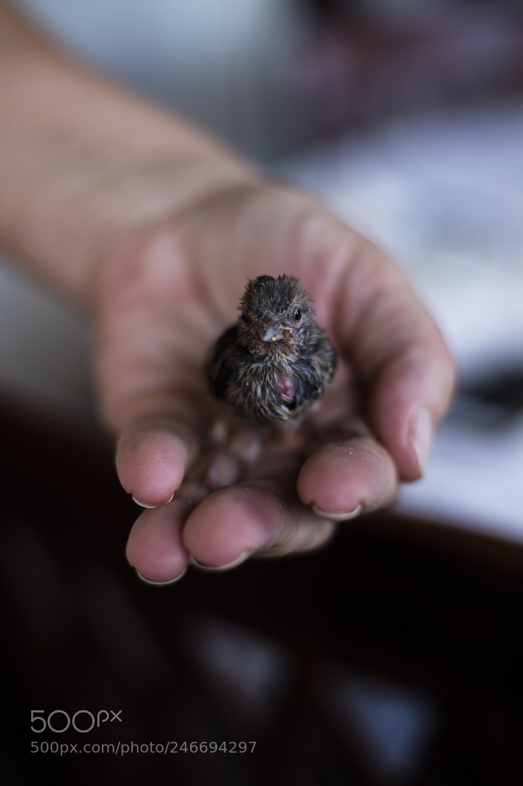 Canon EOS 5DS sample photo. My little bird photography