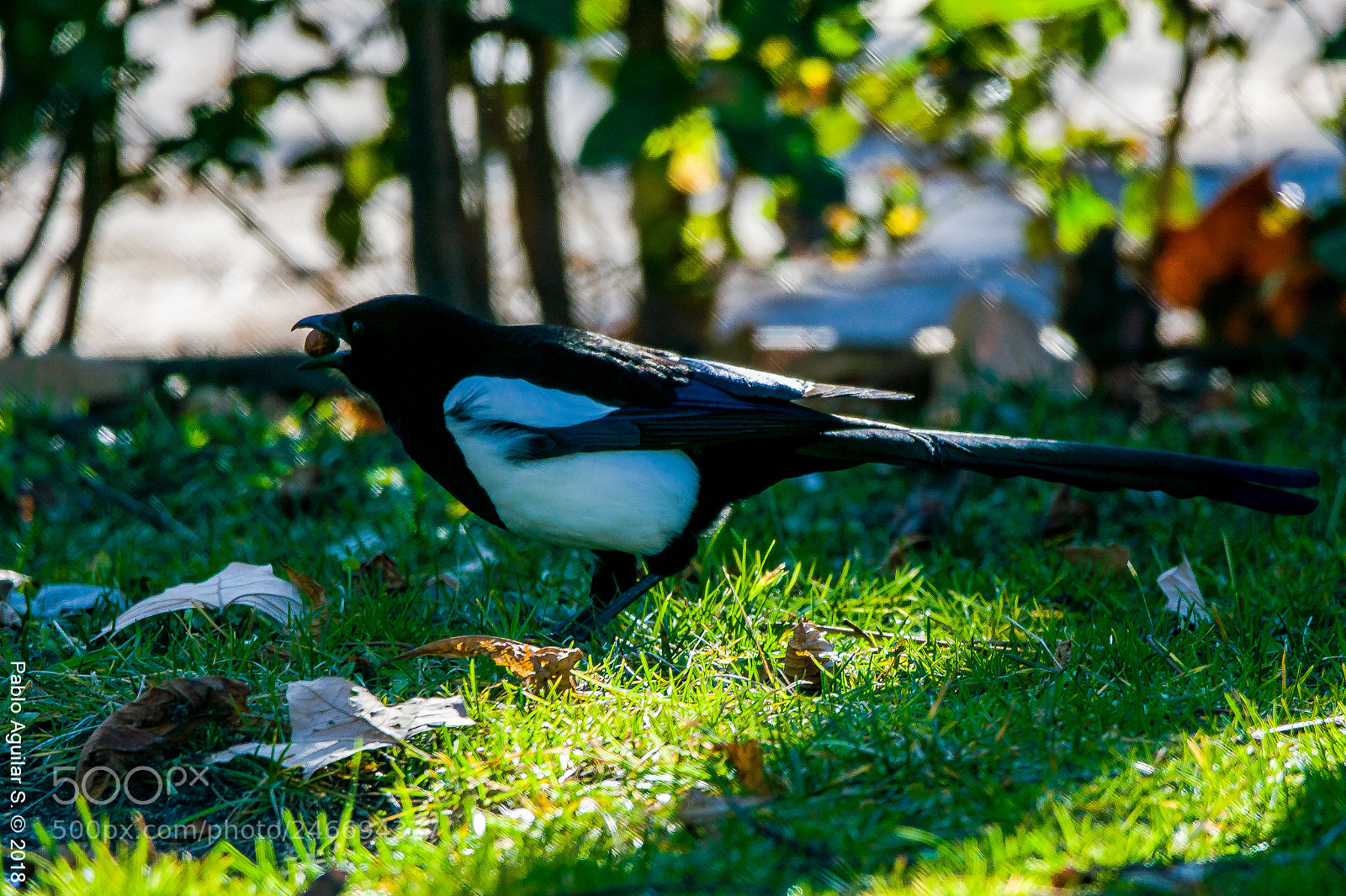 Nikon D7200 sample photo. Bocadillo photography