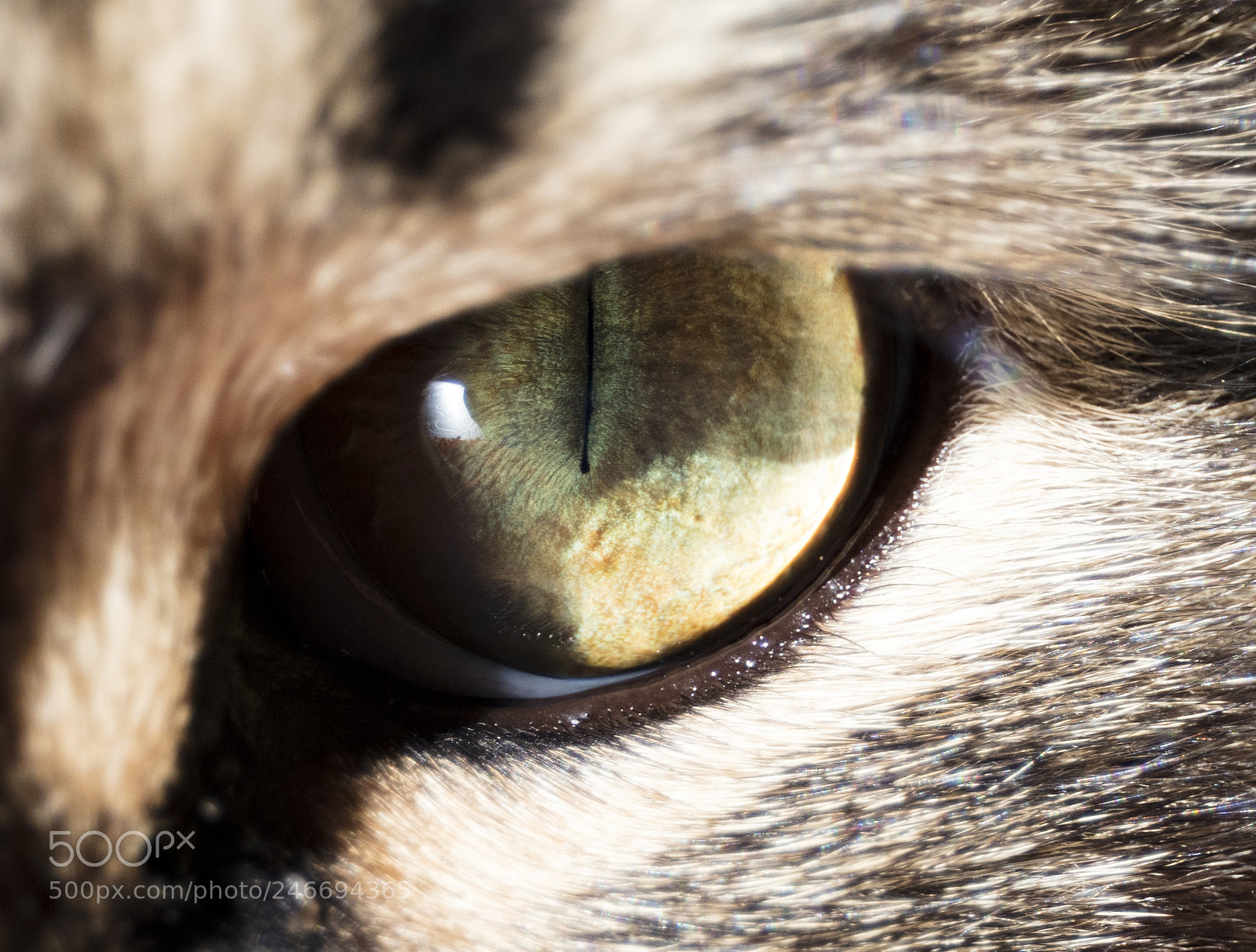 Canon EOS 5DS R sample photo. Untitled photography