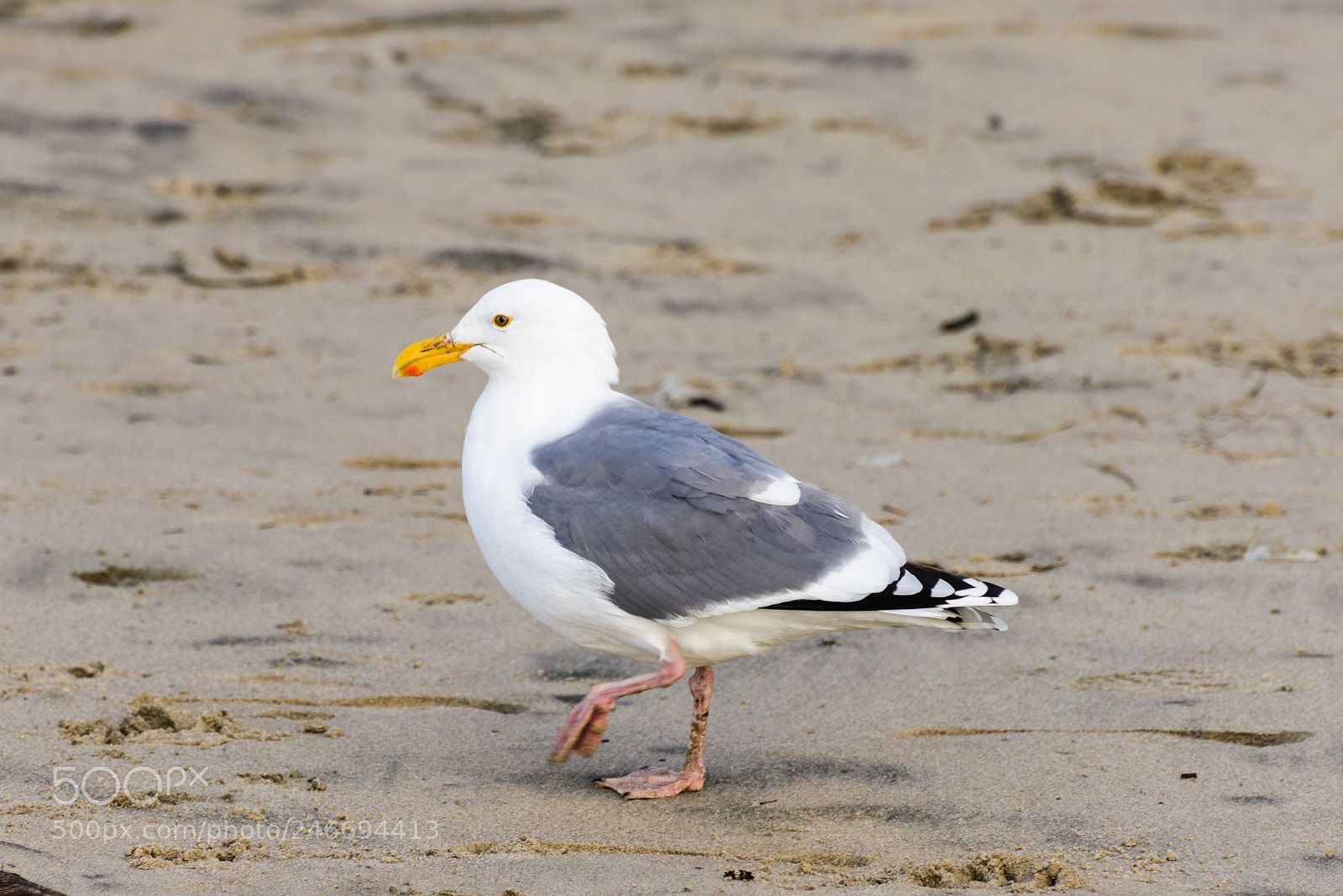 Nikon D800 sample photo. Mr. lonely photography