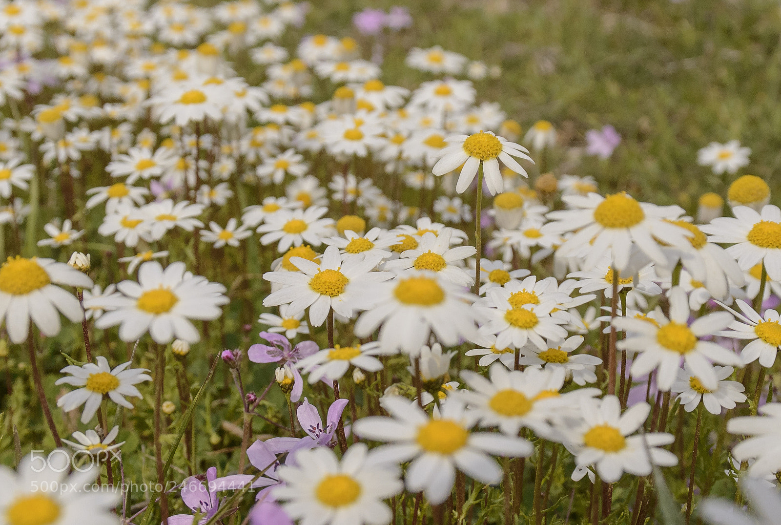 Nikon D3200 sample photo. Sunflowers photography