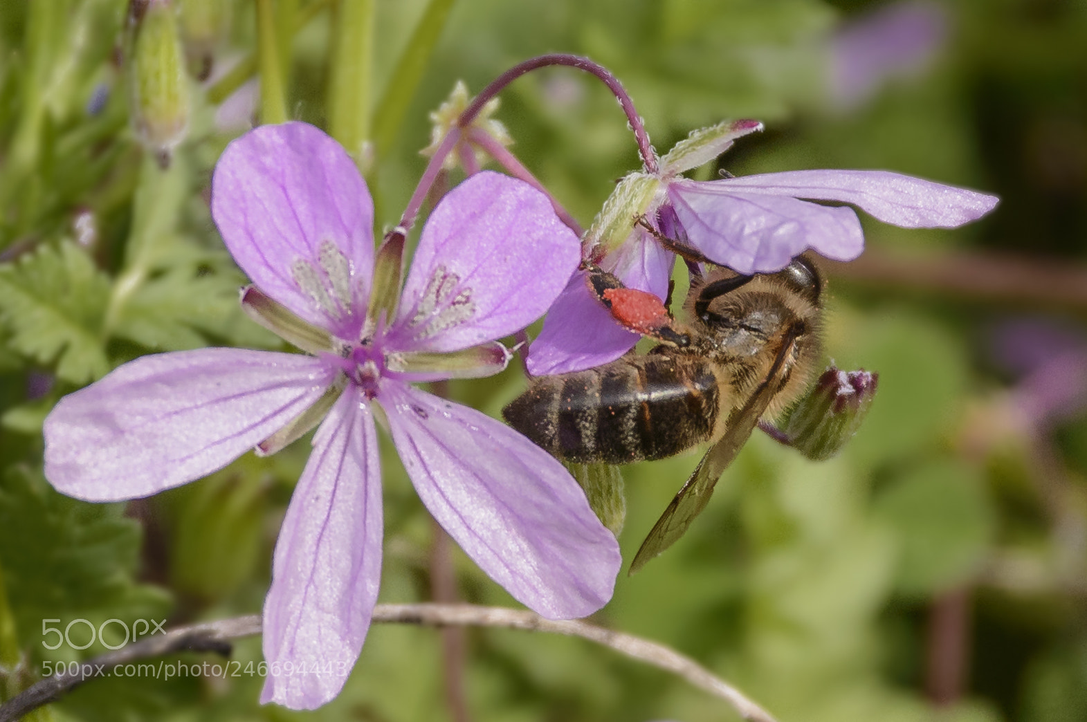 Nikon D3200 sample photo. Bee photography