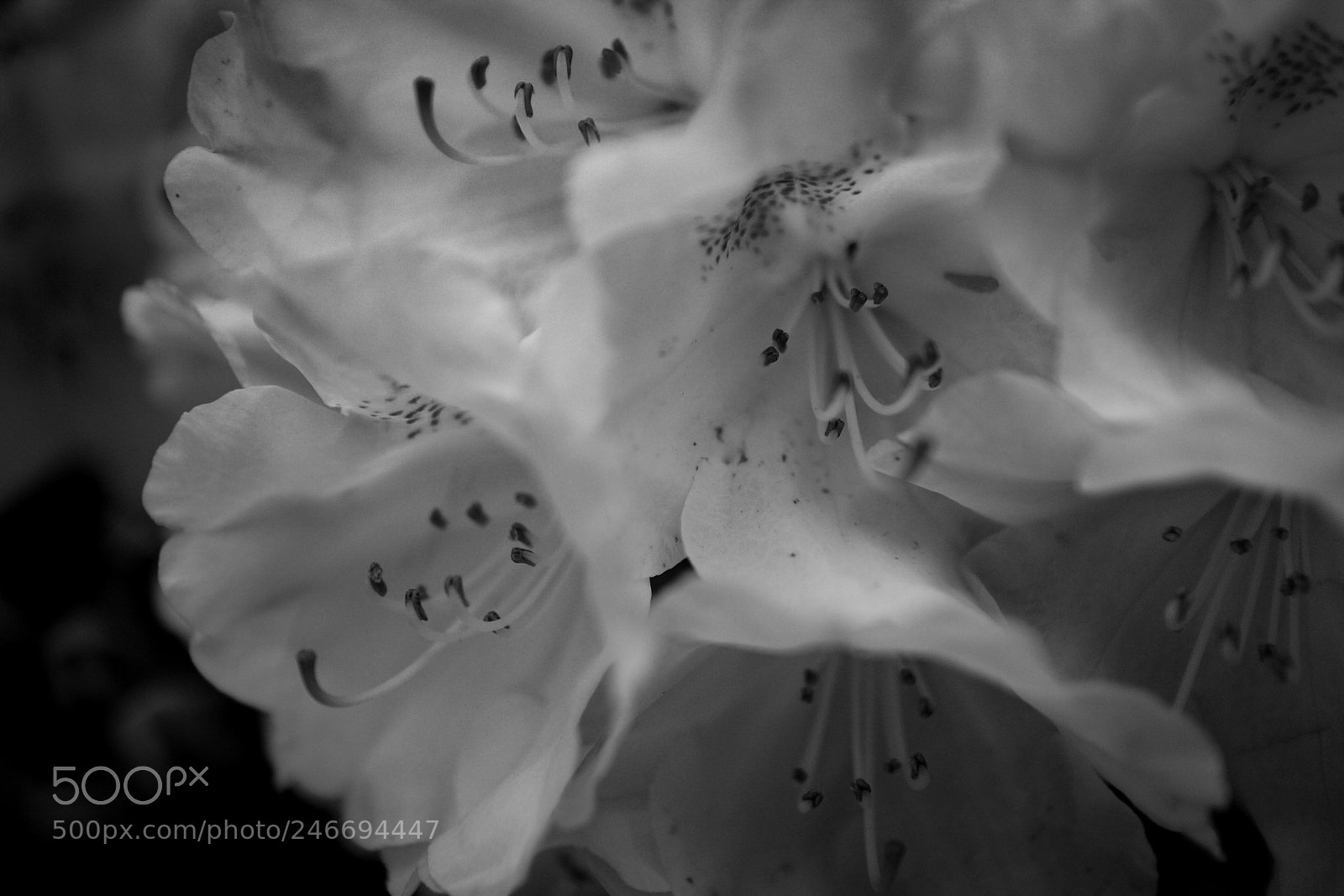 Canon EOS M sample photo. Flowers photography