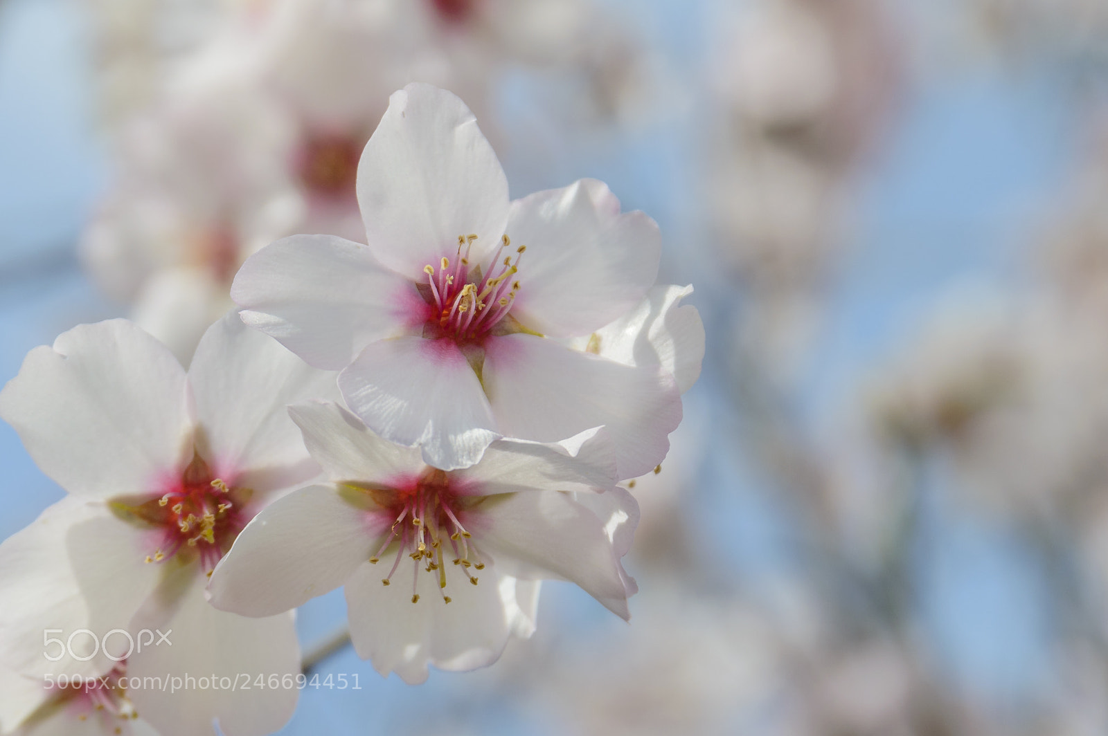 Nikon D3200 sample photo. Almond flowers photography