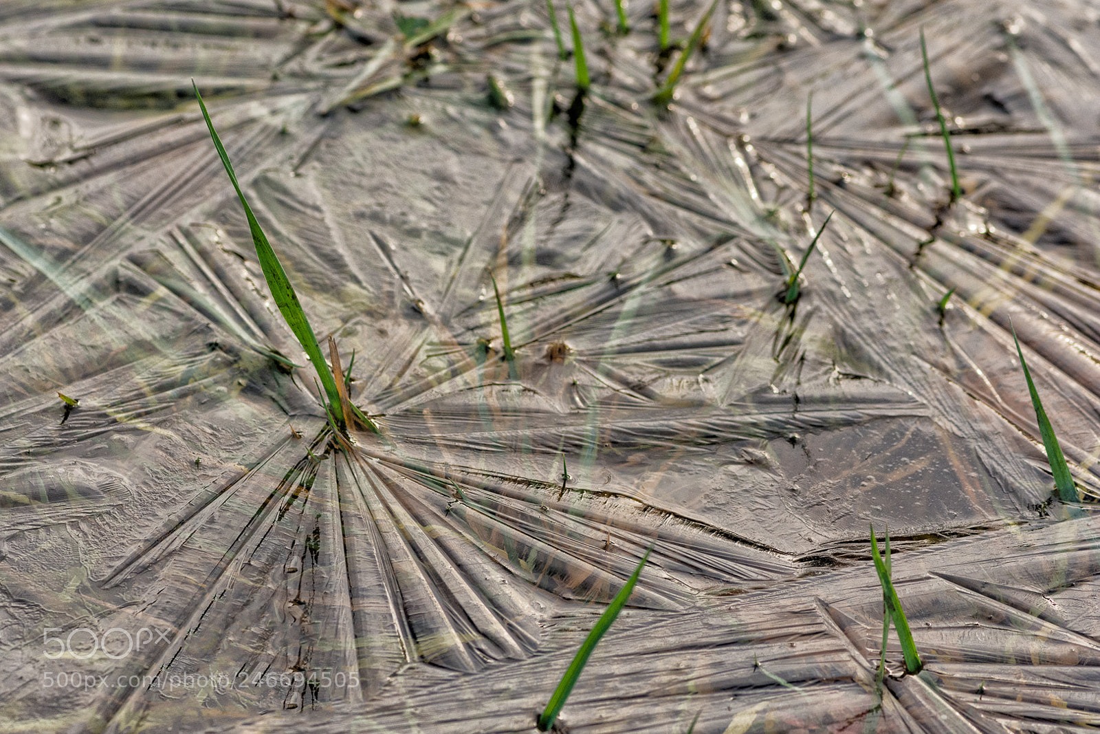 Nikon D7100 sample photo. Through thin ice photography