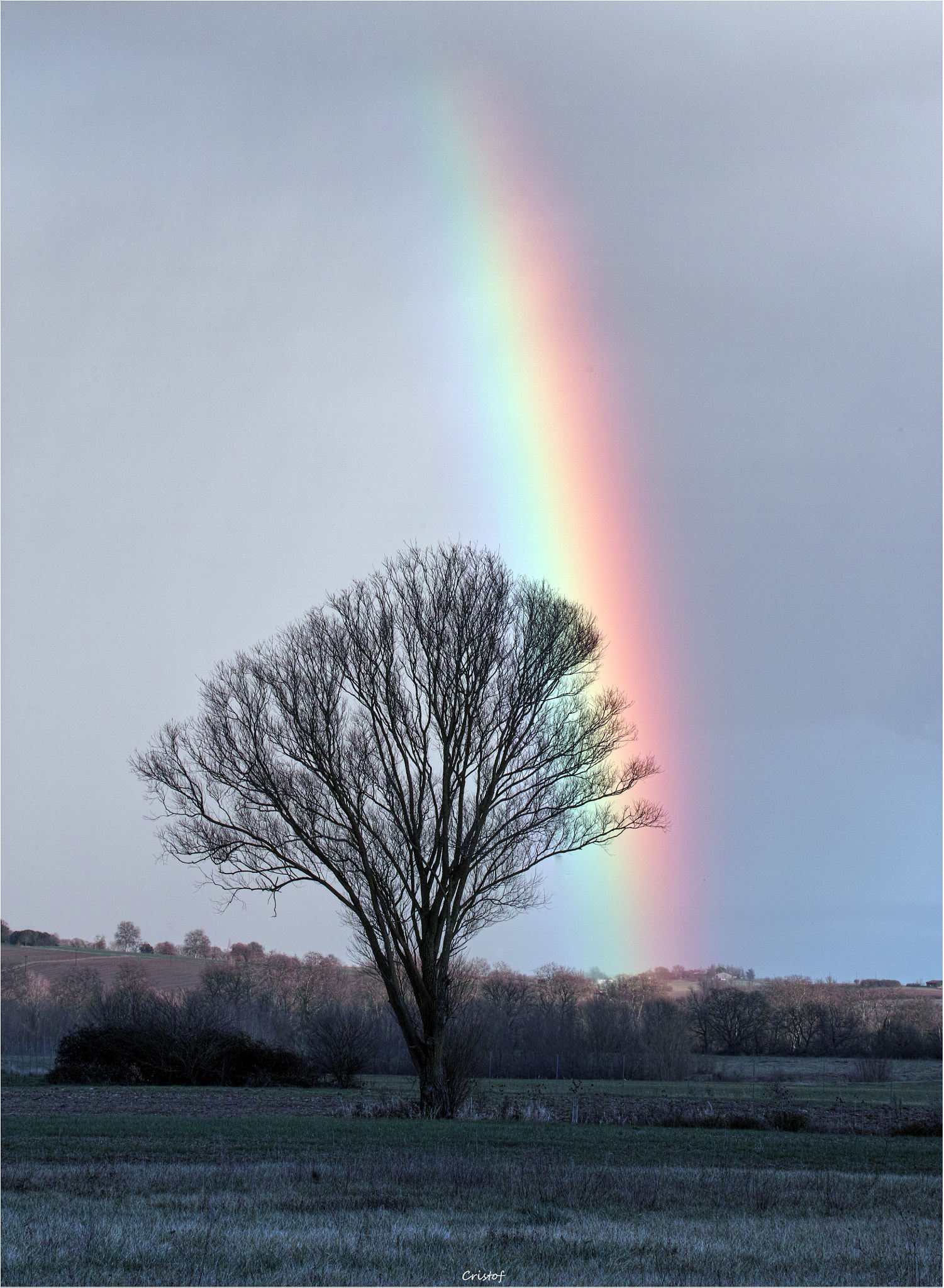 Sigma SD1 Merrill sample photo. Rainbow tree photography