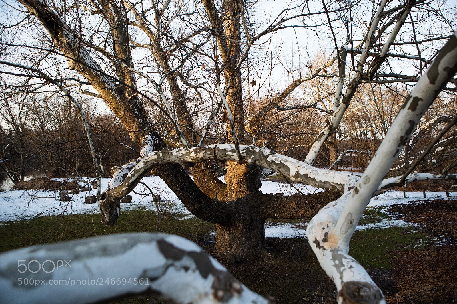 Canon EOS 6D sample photo. Reaching branches of the photography