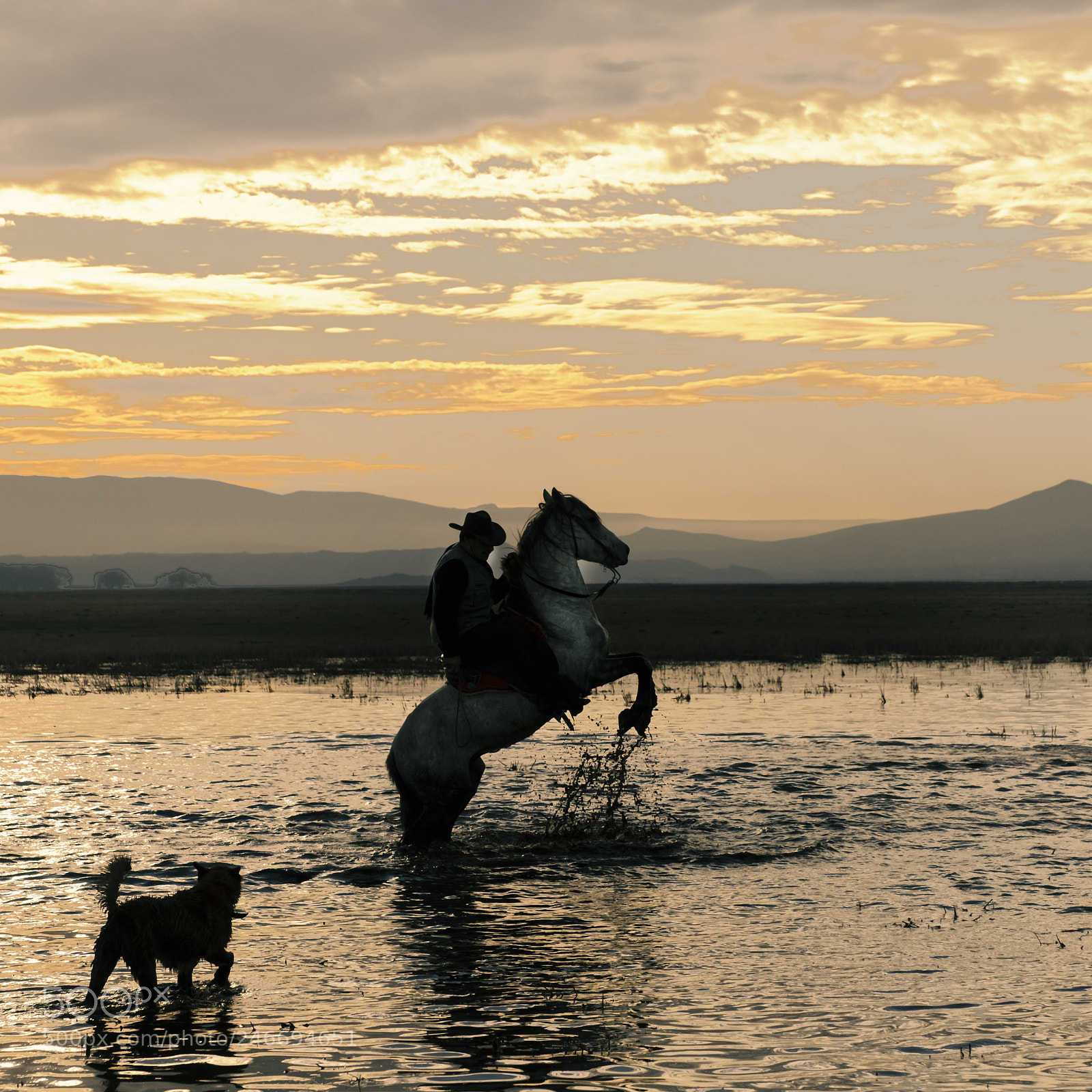 Fujifilm X-T2 sample photo. Horse & dog photography