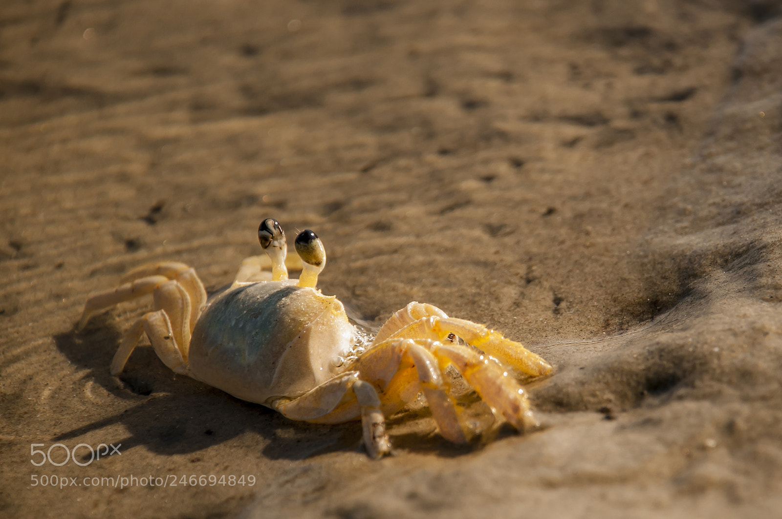 Nikon D300 sample photo. Crab photography