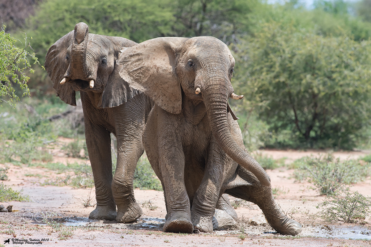 Nikon D5 sample photo. Elefante africano loxodonta africana photography