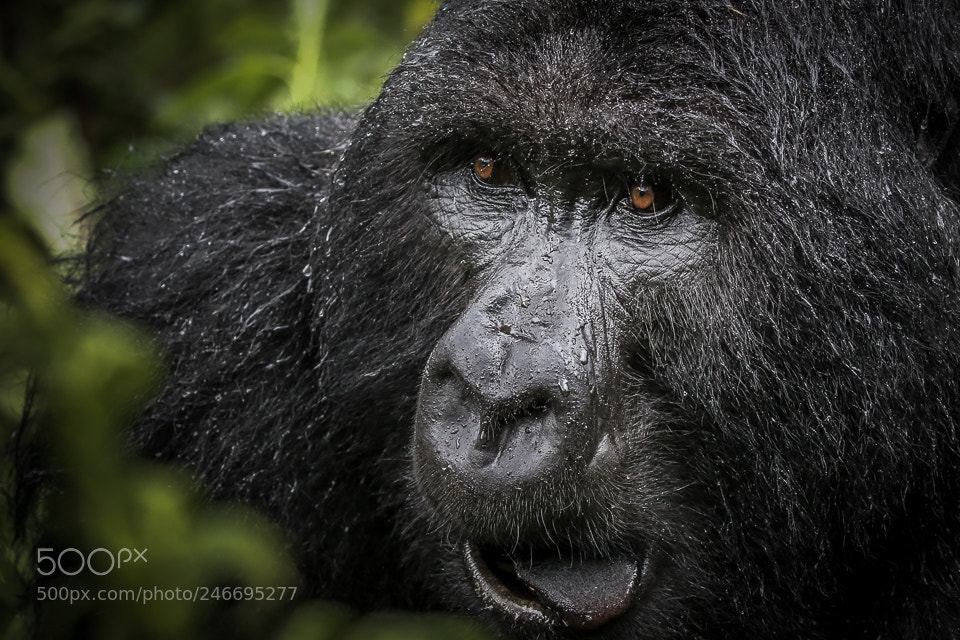 Canon EOS 7D Mark II sample photo. Gorilla rwanda photography