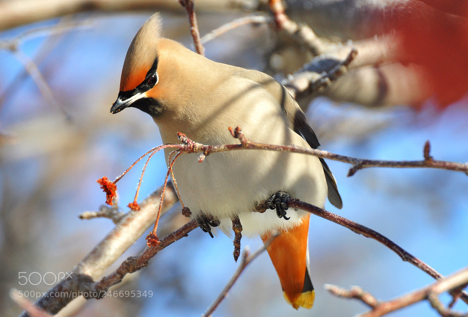 Nikon D90 sample photo. Waxwing photography