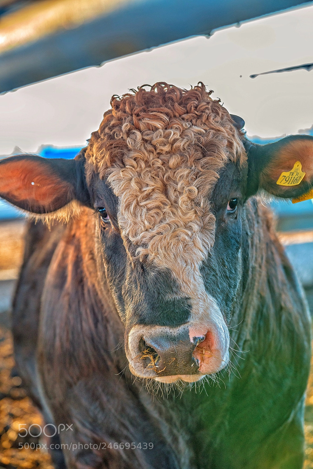 Sony a7R II sample photo. Bull photography