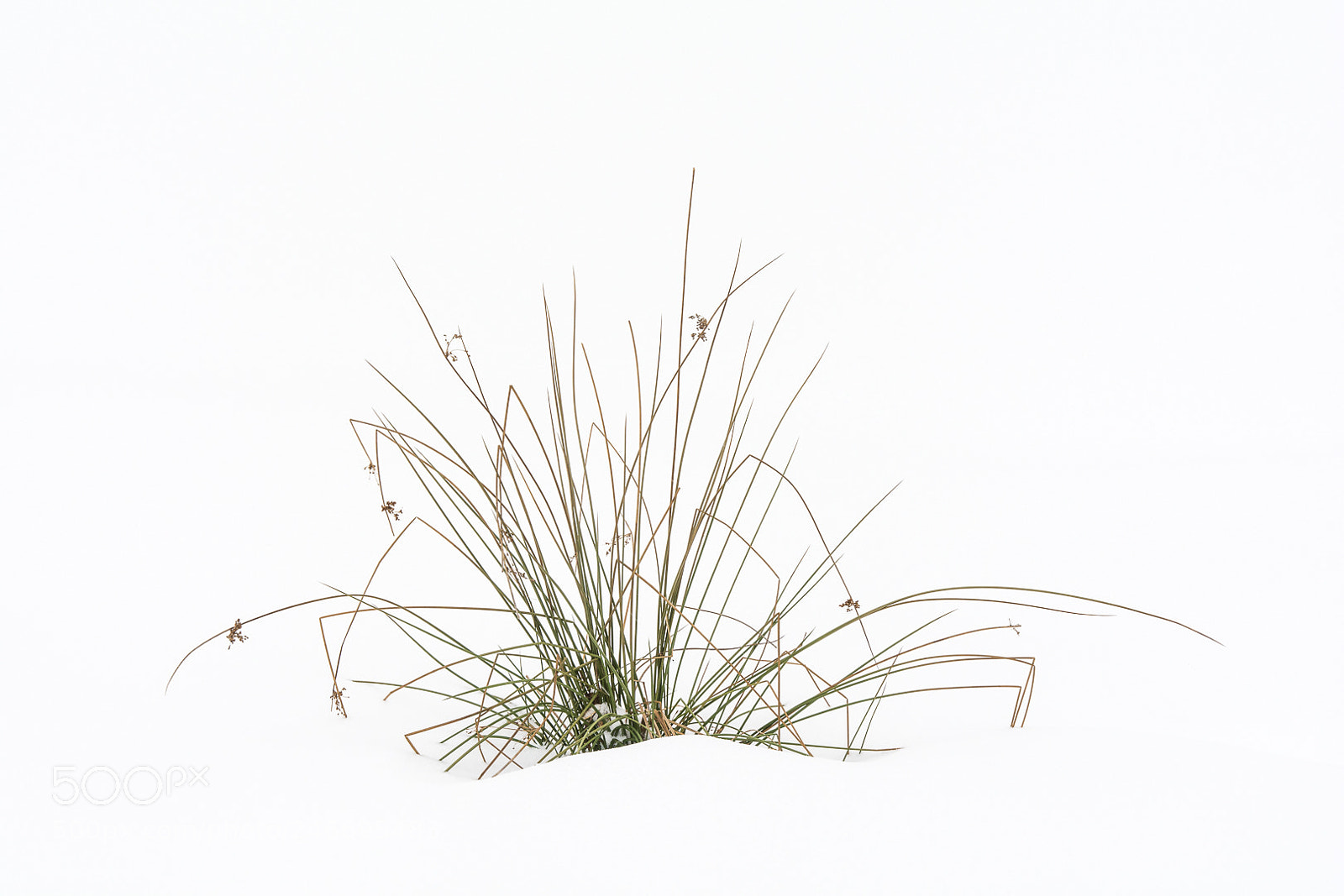 Nikon D7100 sample photo. Winter grass photography