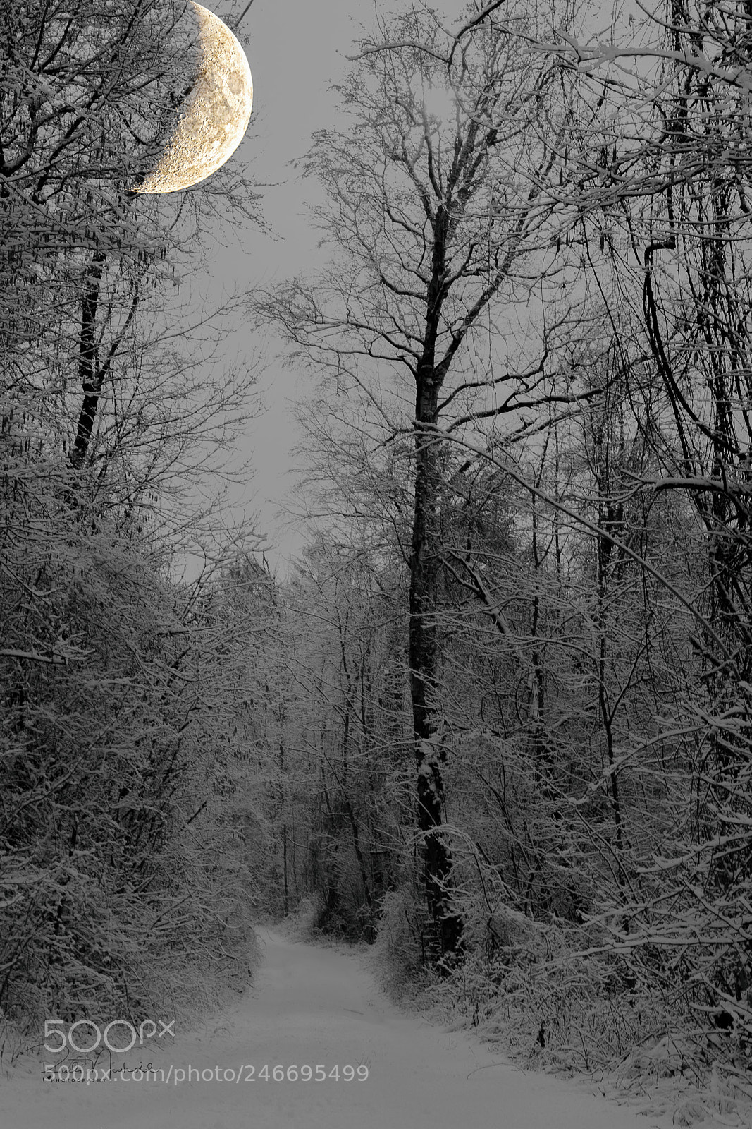 Nikon D850 sample photo. Der weg ist das photography