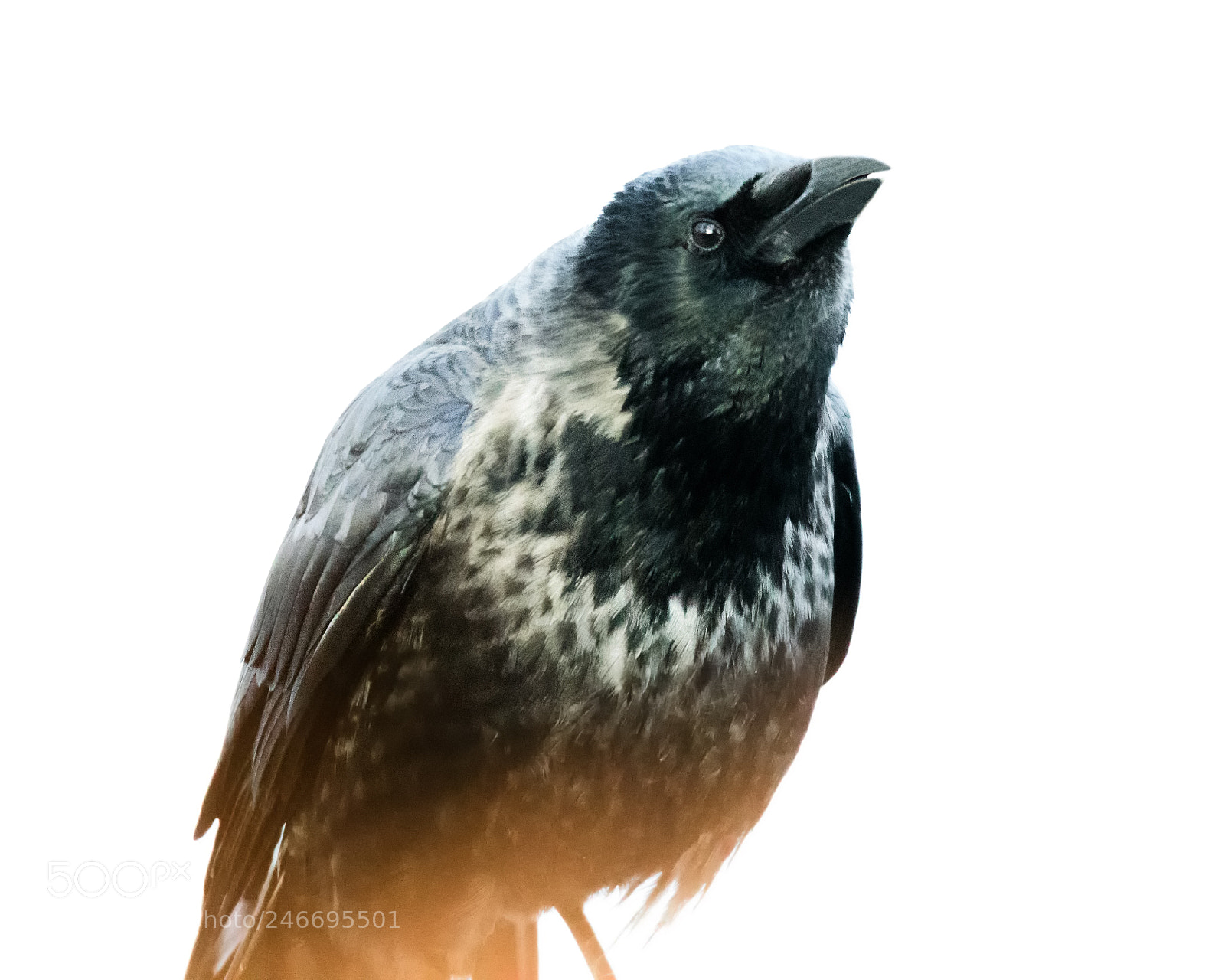 Nikon D500 sample photo. Hoodiecrow photography