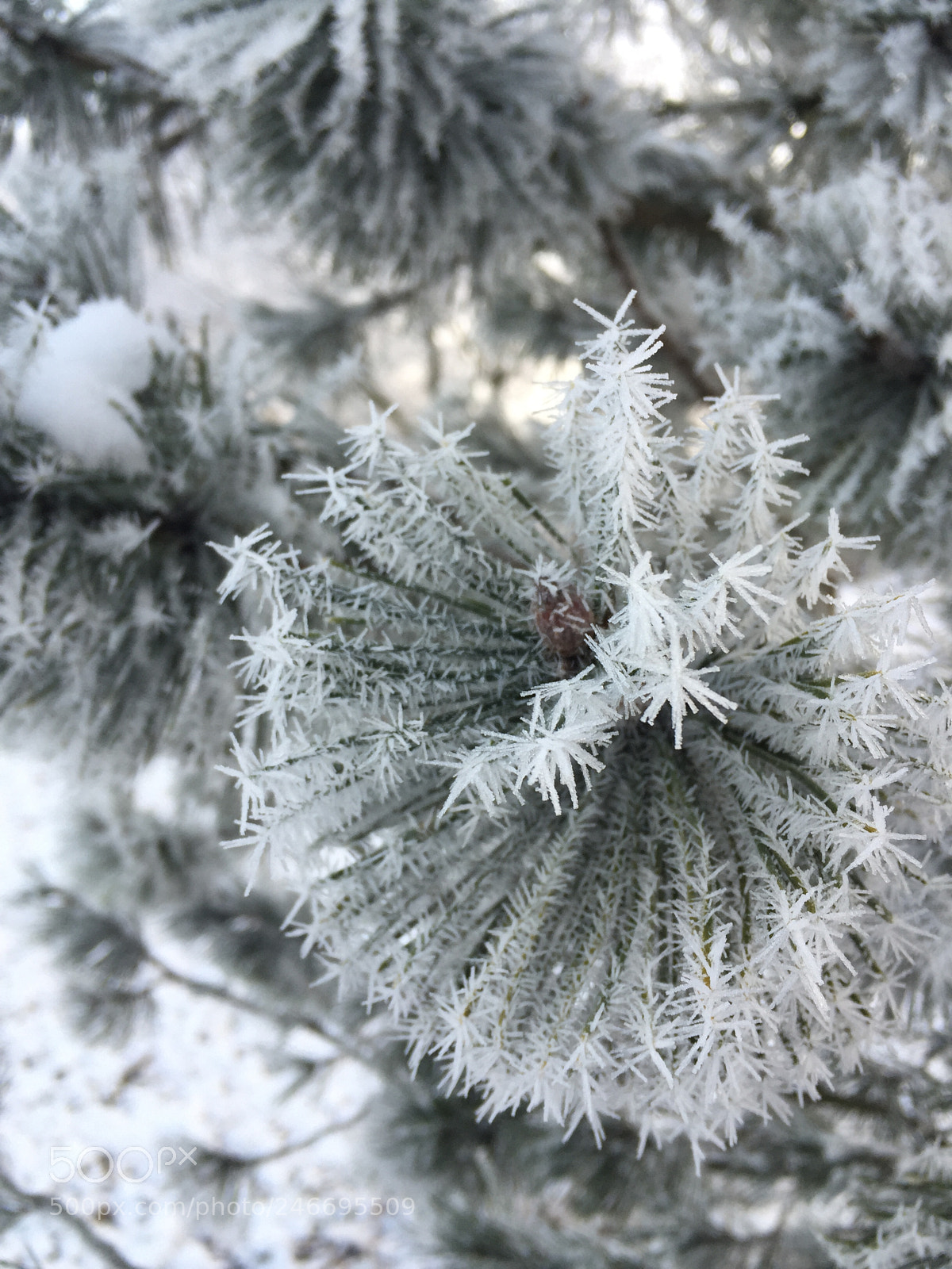 Apple iPhone 6 sample photo. Img photography