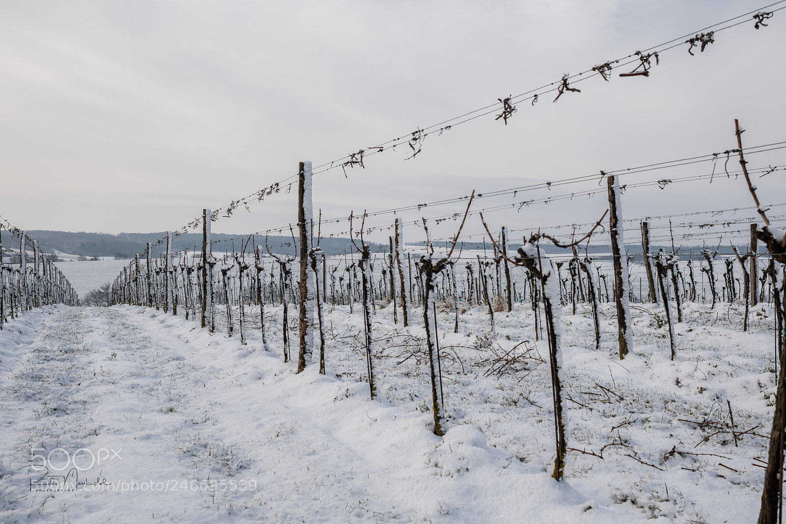 Nikon D850 sample photo. Weingartenarbeit photography