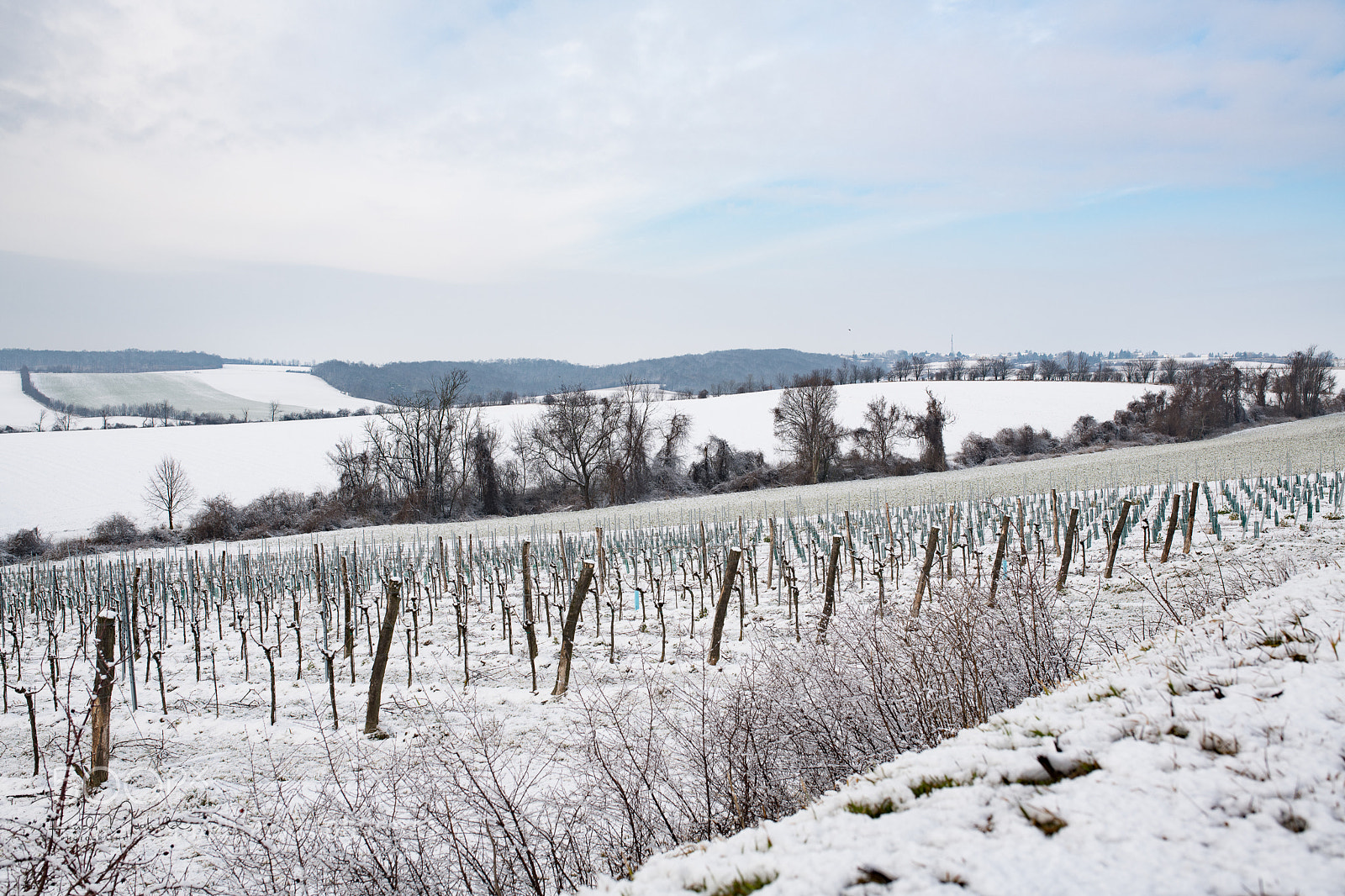 Nikon D850 sample photo. Weingartenlandschaft photography