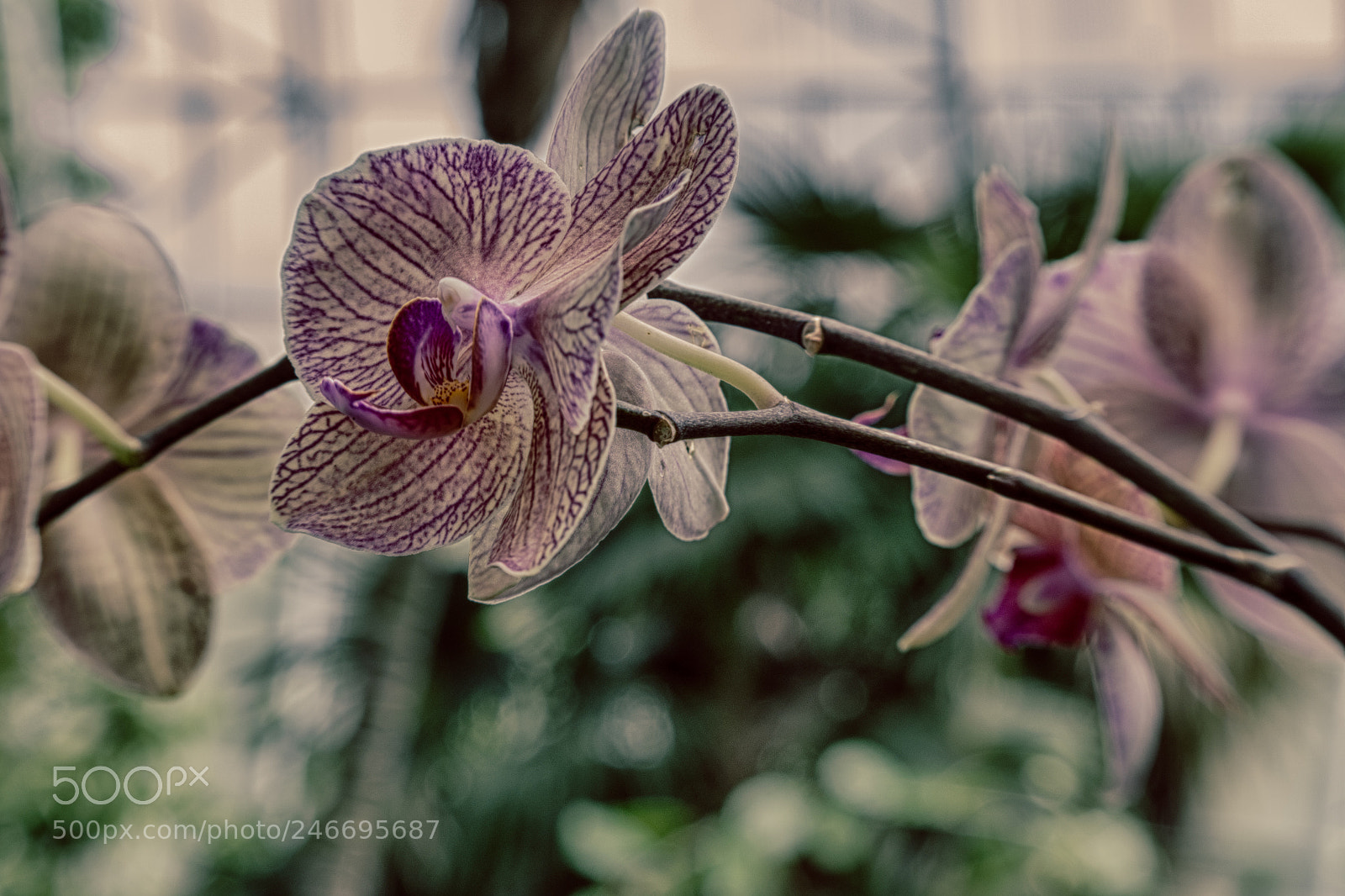 Nikon D7100 sample photo. 2986 photography