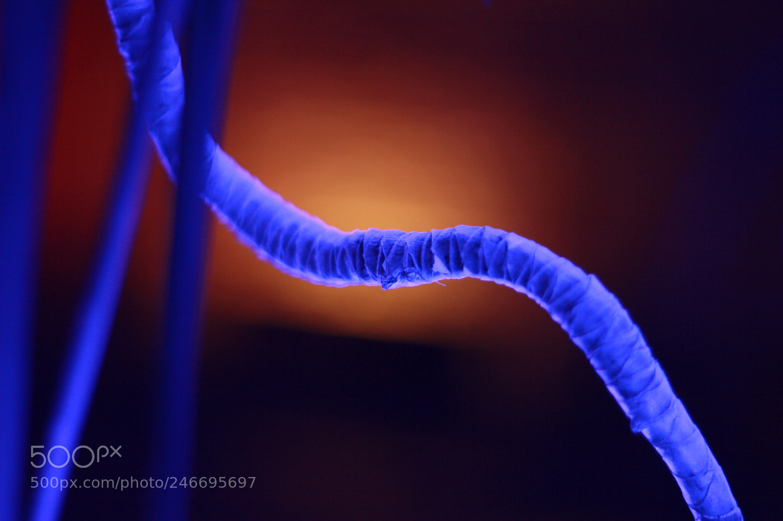 Canon EOS 60D sample photo. Plant in luminescence light photography