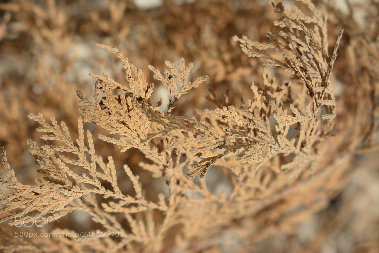 Nikon D7100 sample photo. Beautiful dry leaves photography