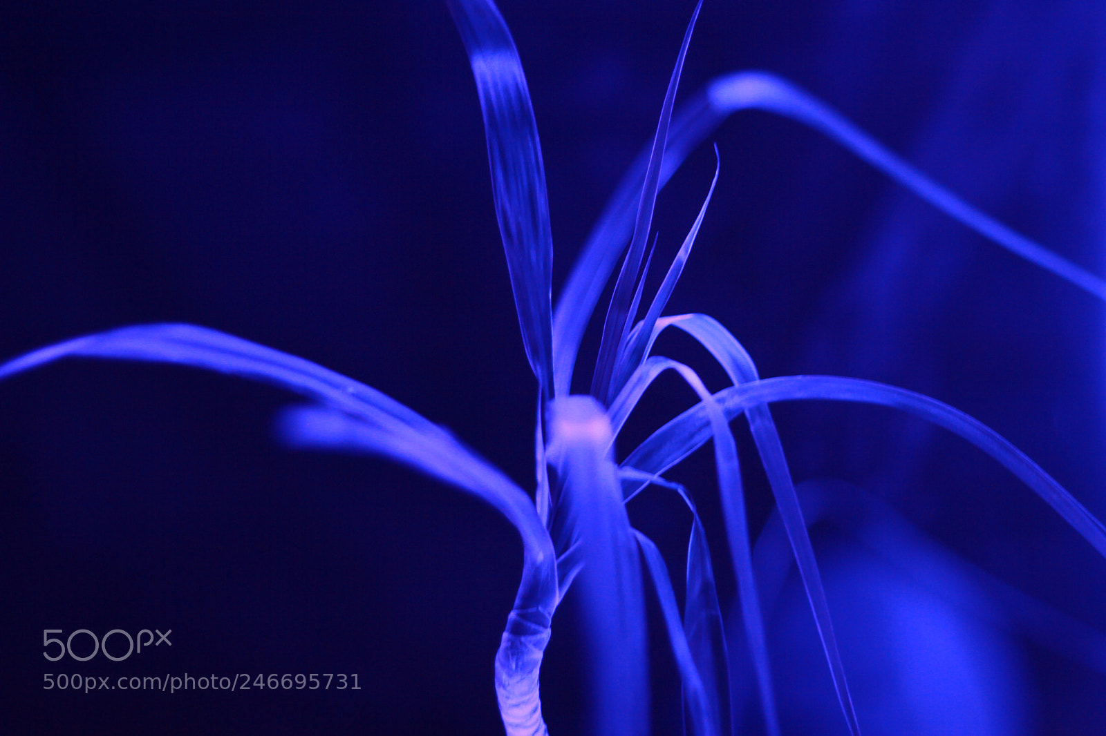 Canon EOS 60D sample photo. Big photography
