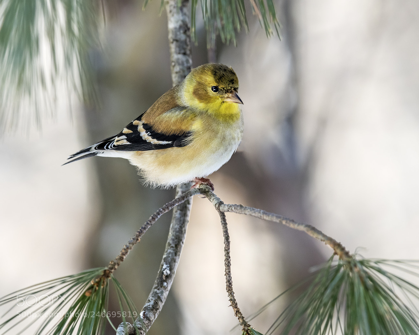 Nikon D850 sample photo. Pine siskin photography