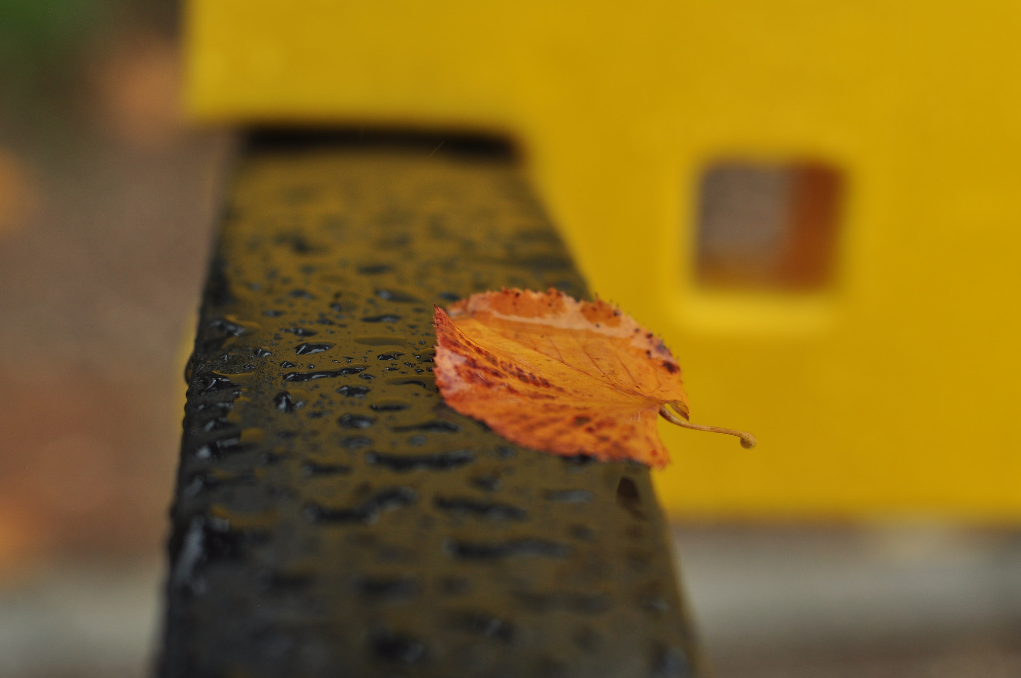 Nikon D90 sample photo. The leaf photography