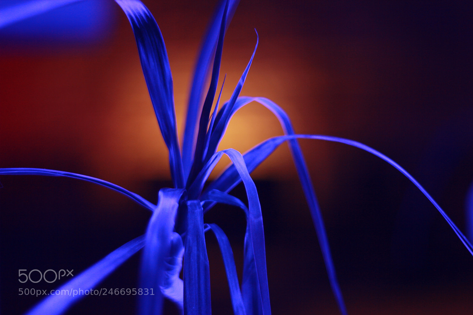 Canon EOS 60D sample photo. Plant in neon light photography