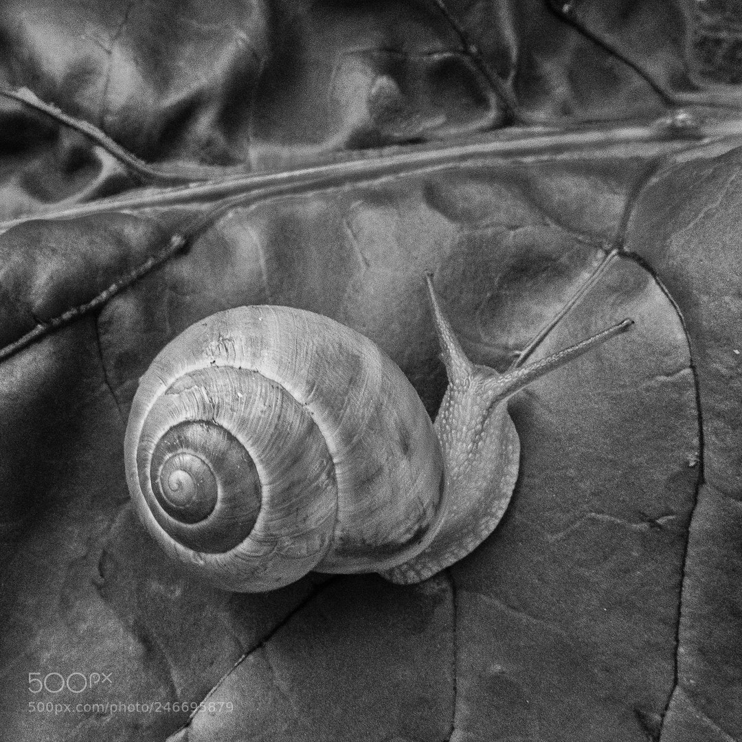 Canon PowerShot G16 sample photo. Cephalopod photography