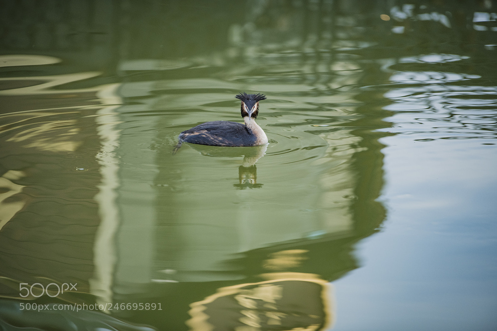 Nikon D850 sample photo. Cormorant lake ankara golbasi photography